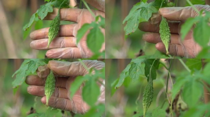 手拿着小小的蜡果，喀拉拉邦苦瓜植物，喀拉拉邦挂在藤蔓上，用来制作草药健康茶，有利于减肥