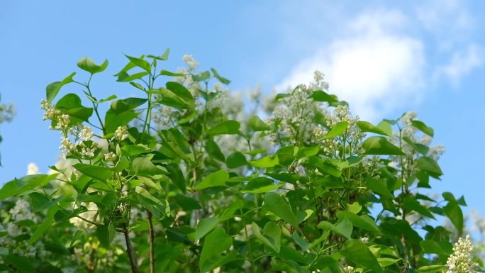 美丽的丁香花选择性聚焦。白色的丁香花蕾带着迷离的绿叶。春天开花。盛开的丁香丛与微小的花朵。丁香花衬着