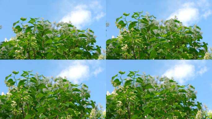 美丽的丁香花选择性聚焦。白色的丁香花蕾带着迷离的绿叶。春天开花。盛开的丁香丛与微小的花朵。丁香花衬着