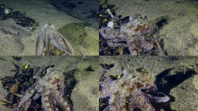 海洋中的塑料:一只章鱼沿着海底移动，海床上有大量的塑料碎片。