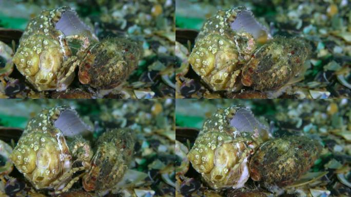 寄居蟹的房产:巨蟹找到了一个新的外壳，并在搬迁前仔细检查它。