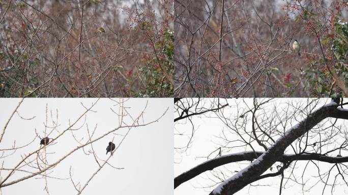 雪后灌木丛小鸟觅食 冬景 拍摄于合肥