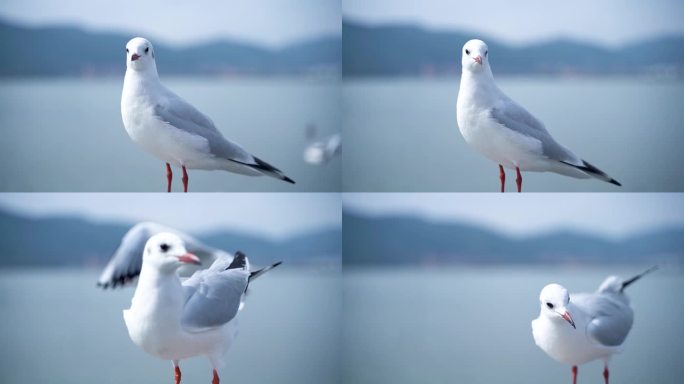 昆明海埂大坝红嘴鸥60帧