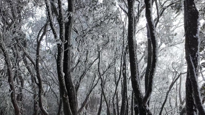 重庆南川：雪后金佛山绮丽风光