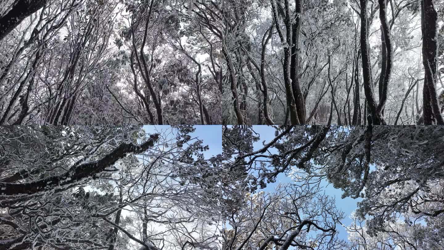 重庆南川：雪后金佛山绮丽风光