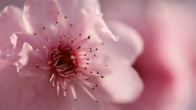 南京梅花山梅花特写高清