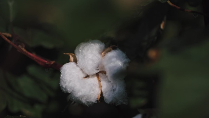 棉花芽生长在种植园特写