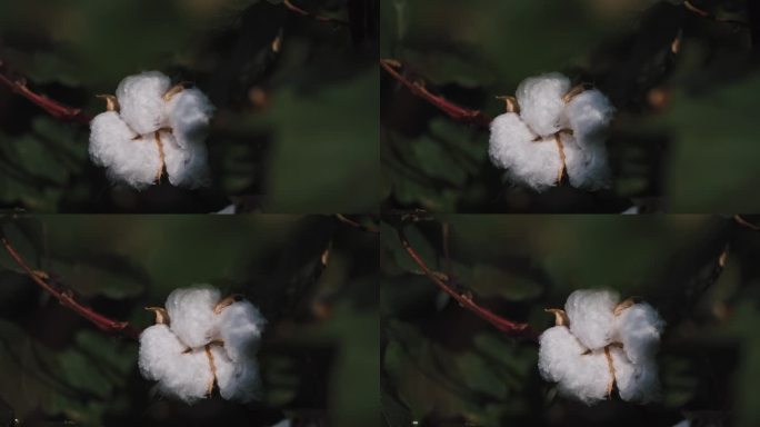 棉花芽生长在种植园特写