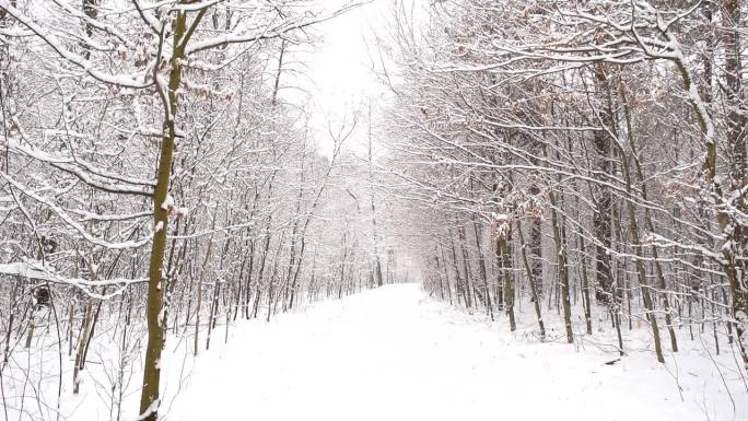 美丽的白色冬天和树木与飘落的雪。森林。倾斜。