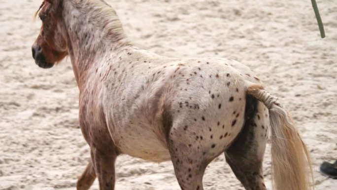 马的敏捷性表现:小马跟随地面训练员的指示，通过障碍训练。