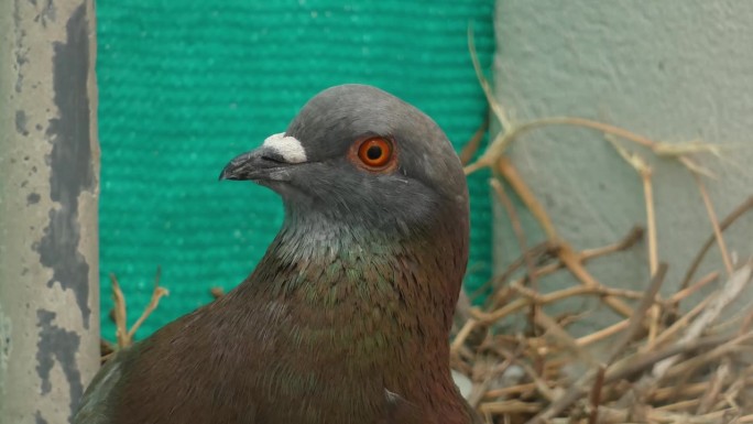 一只普通的鸽子或岩鸽(Columba livia)盯着镜头。近距离放大了鸟的眼睛，它的脖子上有彩虹绿