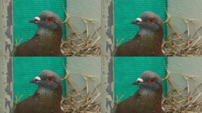 一只普通的鸽子或岩鸽(Columba livia)盯着镜头。近距离放大了鸟的眼睛，它的脖子上有彩虹绿