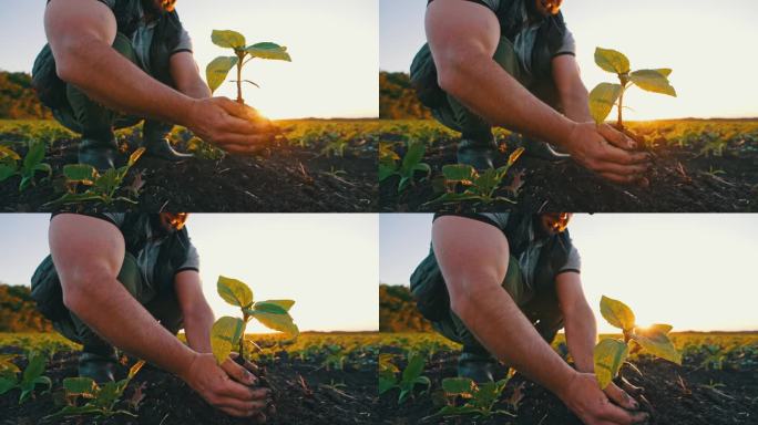下面的特写镜头，一个微笑的男人手里捧着地上的幼苗。园艺和种植树木和芽。农民关心种植植物。户外晴朗的天