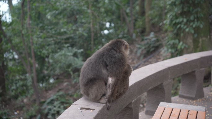 峨眉山可爱的猴子