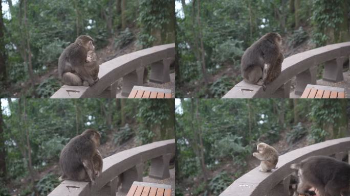 峨眉山可爱的猴子