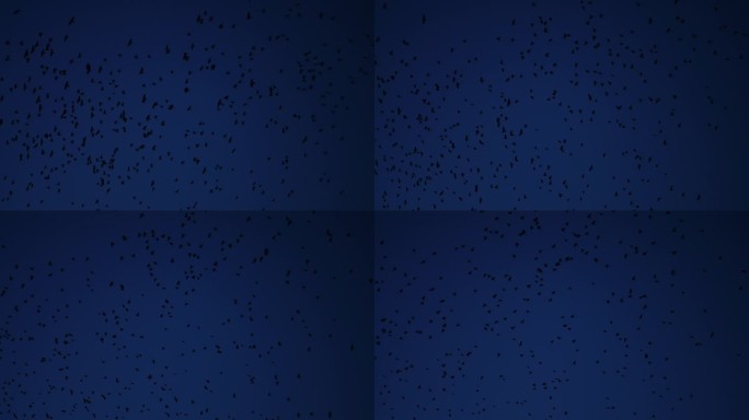 一群黑乌鸦在绚丽的天空中飞翔