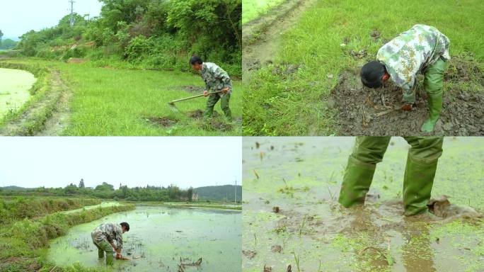 农民耕地开垦开荒机械化耕种挖藕种藕莲藕