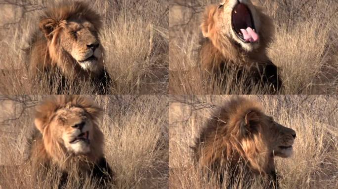 一头年老的喀拉哈里雄狮在打哈欠时露出断牙。关闭了。