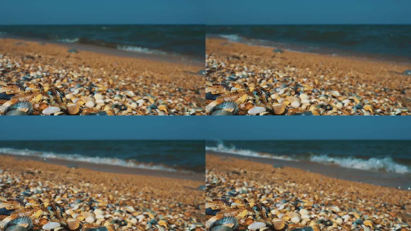 阳光下的贝壳沙滩。波光粼粼的海浪在亚速海滩上泛起泡沫。蓝斑天螺，蓝斑天螺，蓝斑天螺，紫斑天螺，双壳类