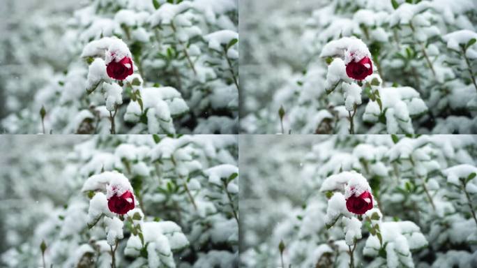 冬天风雪中花瓣上积雪的玫瑰花特写