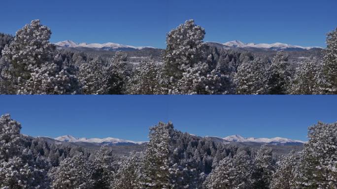 圣诞节第一场雪常青前Range丹佛山蓝天埃文斯航拍电影无人机清脆寒冷的早晨美丽的蓝天霜松树圆右运动