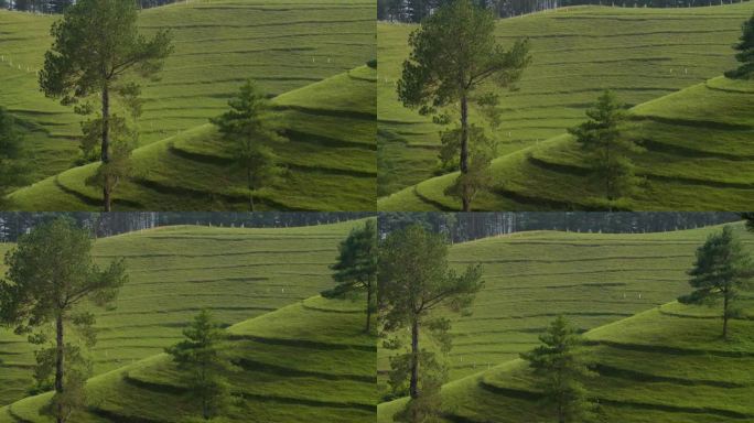 放大软视图的树木在山上与绿色的小山与层和草