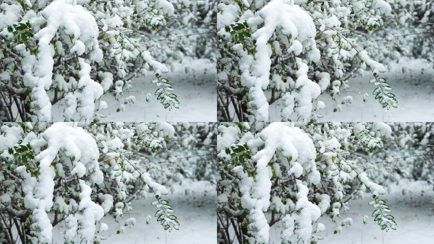 冬天大雪纷飞的雪地雪景风光
