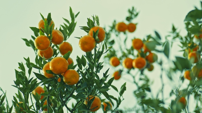 4k实拍橙子农业脐橙水果果园