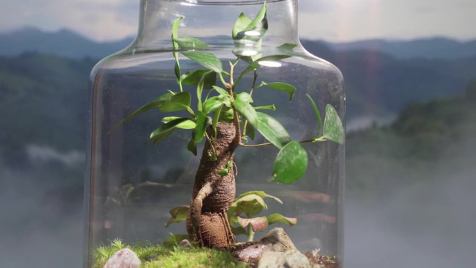 在这个迷人的垂直视频中，一个罐子里的生态系统的奇迹。观看植物、土壤和水和谐地共同创造一个蓬勃发展、充