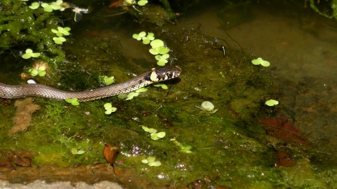 草蛇(Natrix Natrix)在水面上，特写。