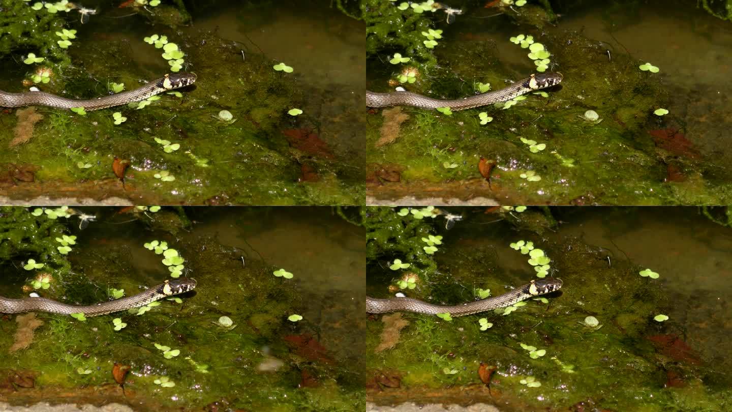 草蛇(Natrix Natrix)在水面上，特写。