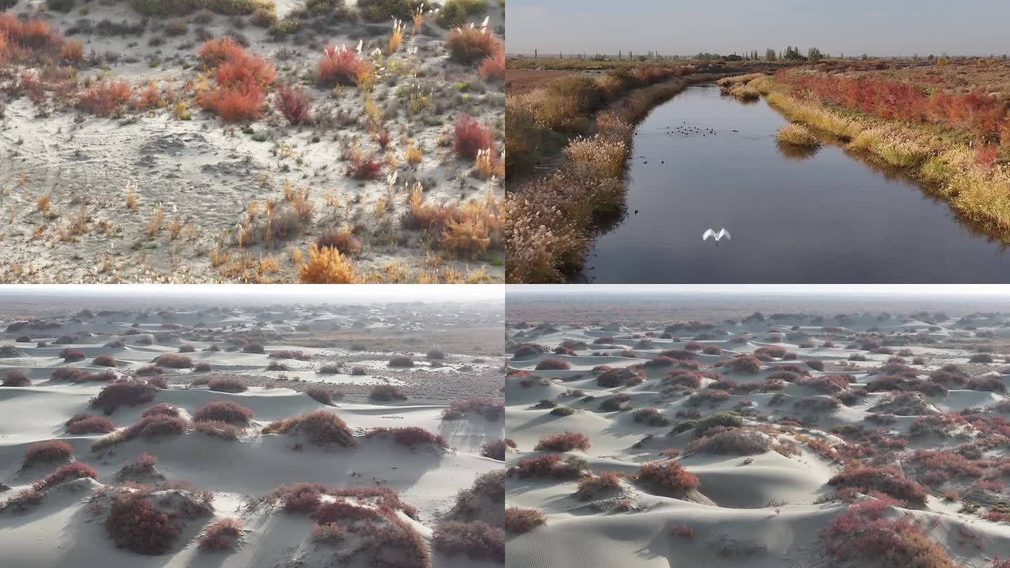 航拍新疆唯美野生红柳生态沙漠植物