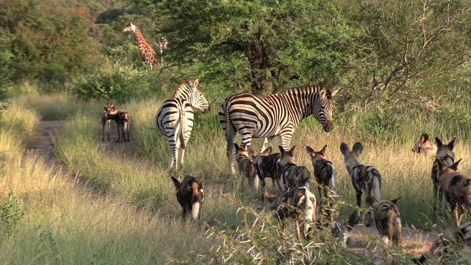 一群野狗和一只斑马在灌木丛中相遇，背景是一只长颈鹿。