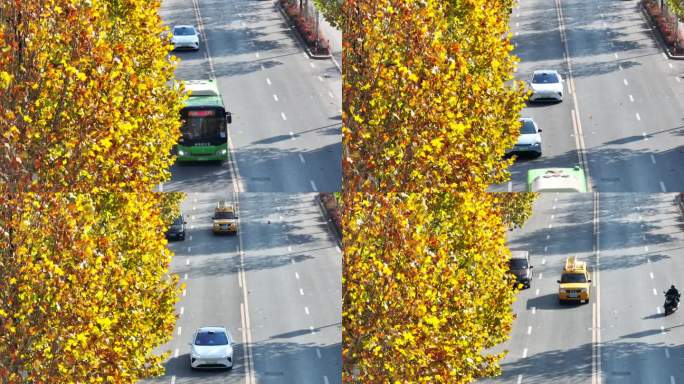 梧桐 浦江县月泉路航拍4K 街道 车3