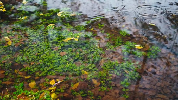 水滴落入水晶般清澈的水中，绿色植物和落叶可见