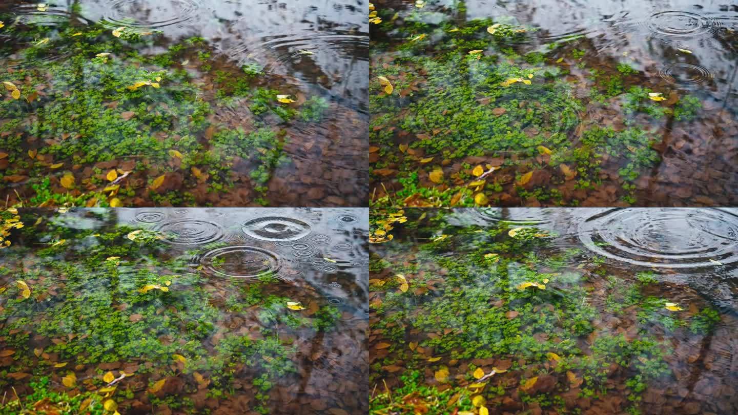 水滴落入水晶般清澈的水中，绿色植物和落叶可见