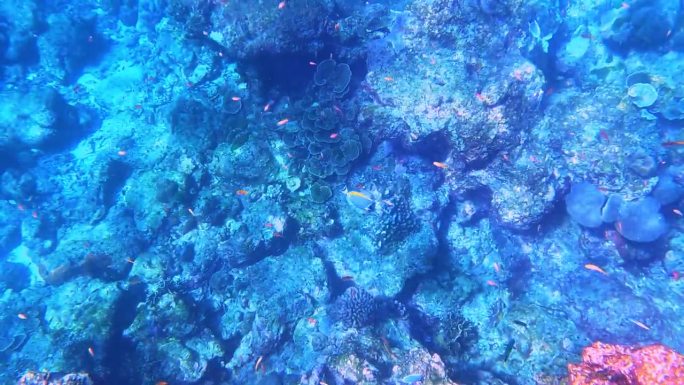 在Kho Similan岛浮潜，珊瑚礁和各种颜色的珊瑚鱼在一起。安达曼海在泰国美丽的动植物