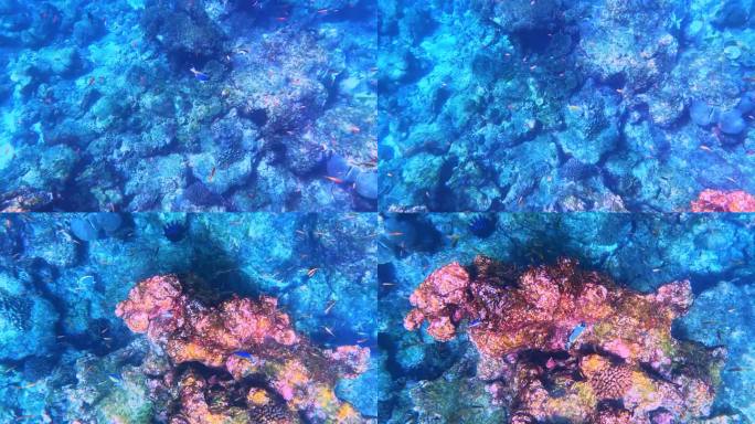 在Kho Similan岛浮潜，珊瑚礁和各种颜色的珊瑚鱼在一起。安达曼海在泰国美丽的动植物
