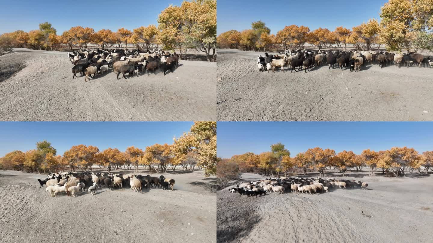 新疆巴楚胡杨林羊群风景航拍