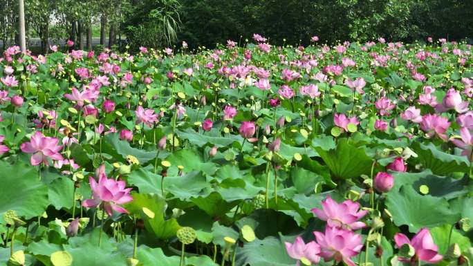 低空航拍美丽池塘荷花盛开风景公园咸宁