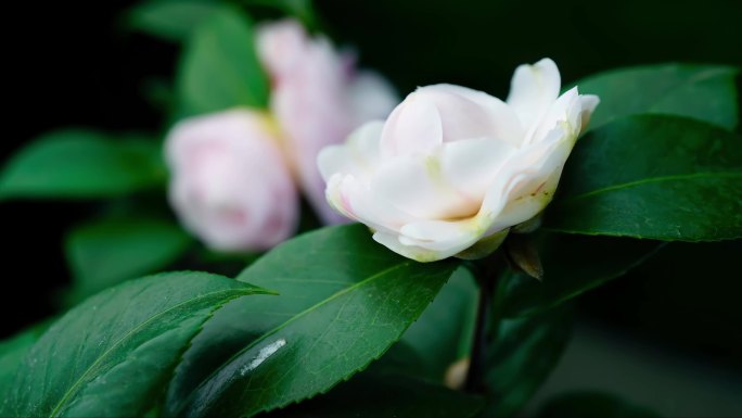 茶花山茶花十八学士延时