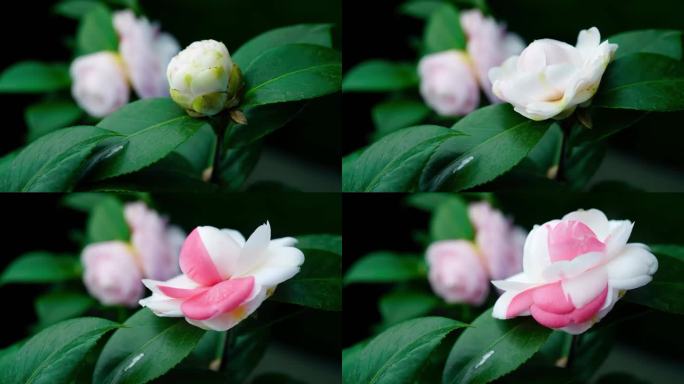 茶花山茶花十八学士延时