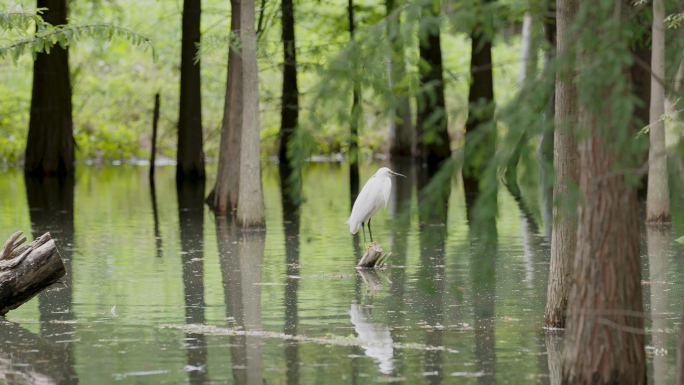 昆明海洪湿地公园 飞翔的鸽子 白鹤