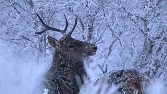 长白山马鹿吃雪