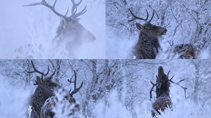 长白山马鹿吃雪