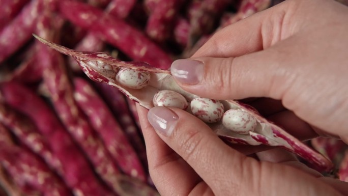 蔓越莓bean。新鲜有机Borlotti豆荚在农民手中。时尚的现代美食背景。红色的颜色。创意食品形象
