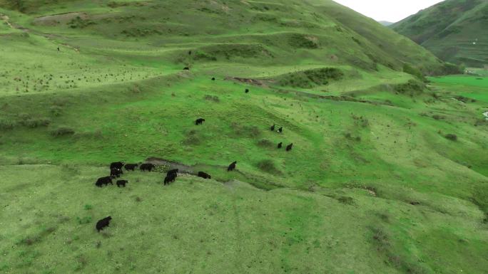 漫山遍野的牦牛群