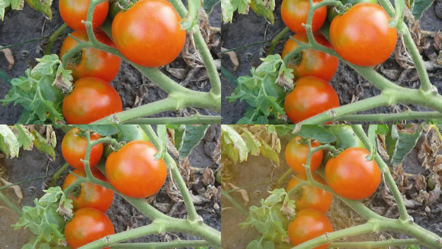在背光下的田地里，成熟的红番茄在茎上