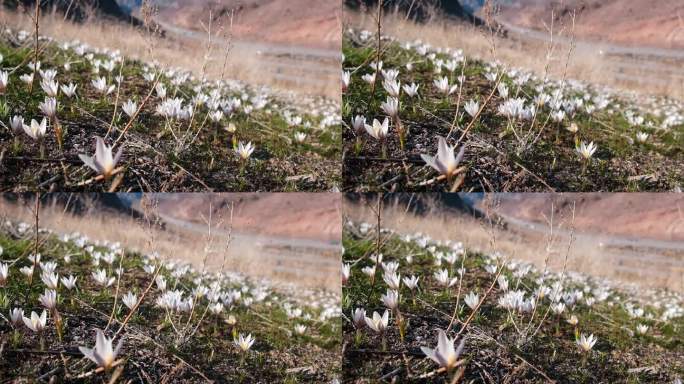 初春的山间，初春的山间，初春的雪莲花，初春的藏红花