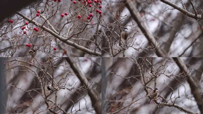 一只沼泽山雀正在探索一棵失去了所有叶子，只剩下红色浆果的山楂树。